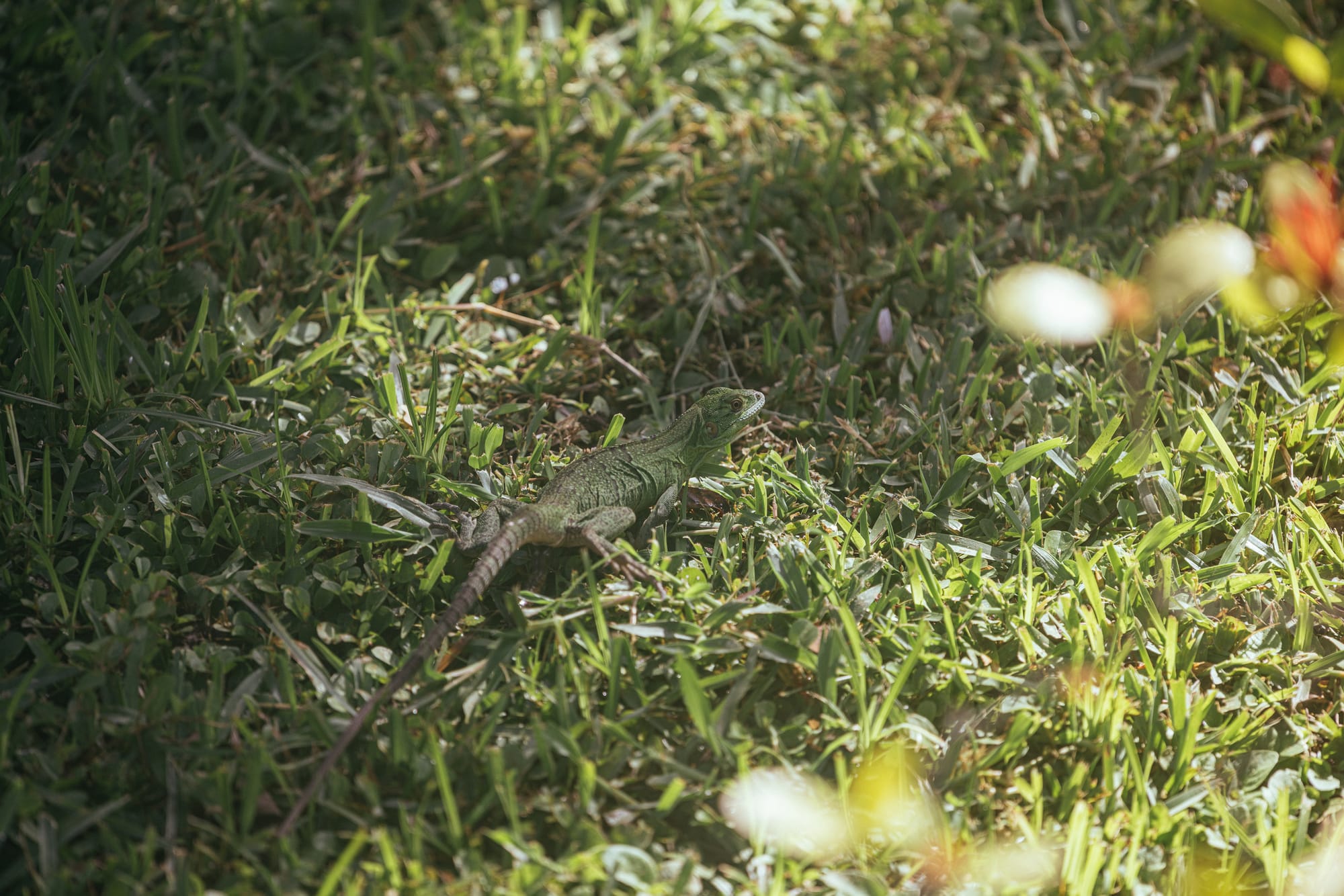 An iguana in front of our room